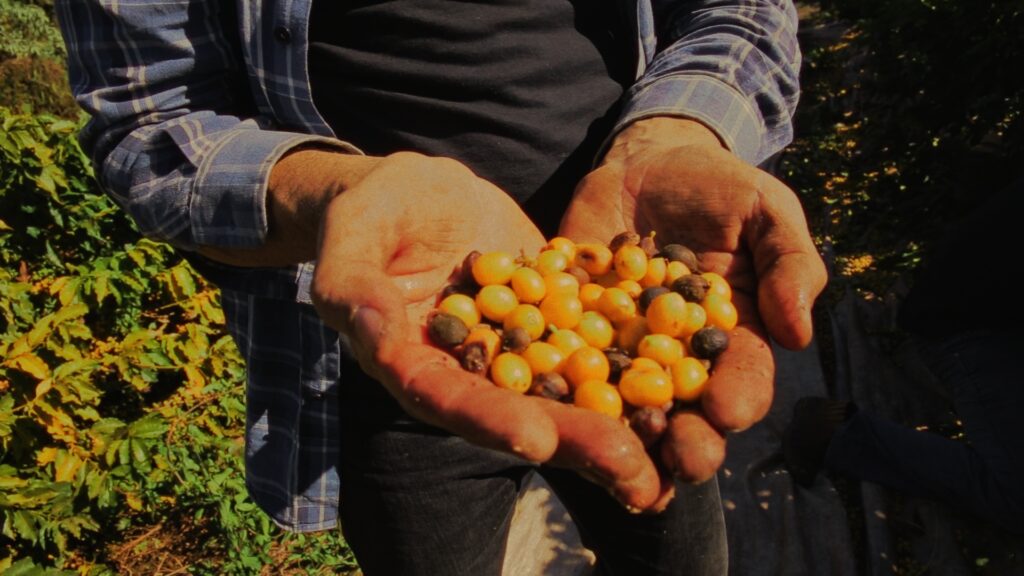 Em grão ou moído: qual café escolher? dili heart